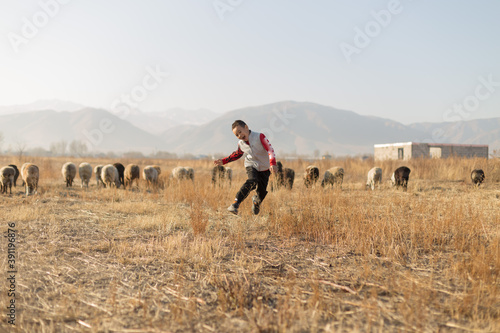 Flock of sheep and cheerful boy in the pasture in autumn © donikz