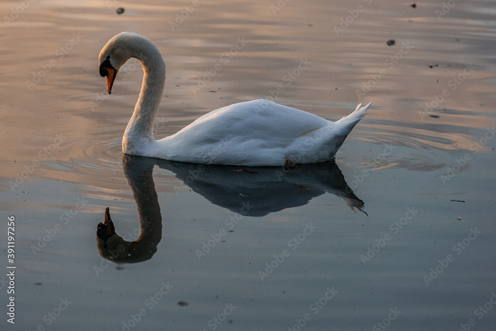 Obraz premium Cygne