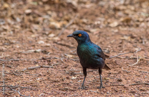 A glossy starling isolated on a dry piece of soil
