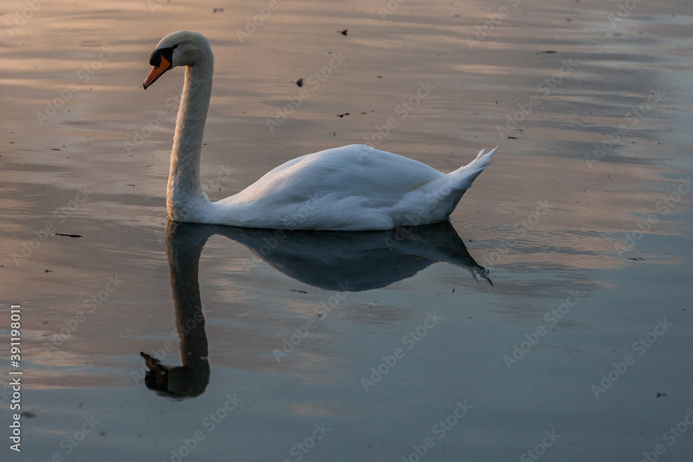 Fototapeta premium Cygne