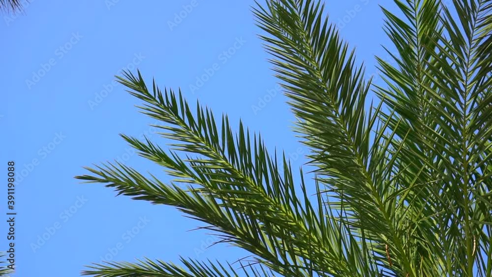Palm branch against the backdrop of the sunny sky. Tropical summer background. Tropical plants and trees Palm branch against the backdrop of the sunny sky. Tropical summer background. Tropical plants and trees