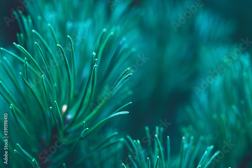 Turquoise forest background of pine tree branches. Christmas and New Year design. Abstract natural green coniferous wallpaper. Plant needles close up. Macrophotography © Inna