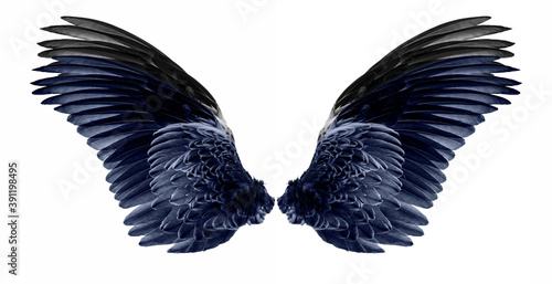 wing on a white background,isolated