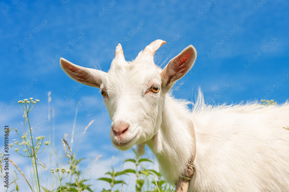 Goat in the grass. White goat close up. Animal's head with large yellow eyes, ears, horns. Grazing cattle. Pasture on a summer sunny day Goat in the grass. White goat close up. Animal's head with large yellow eyes, ears, horns. Grazing cattle. Pasture on a summer sunny day