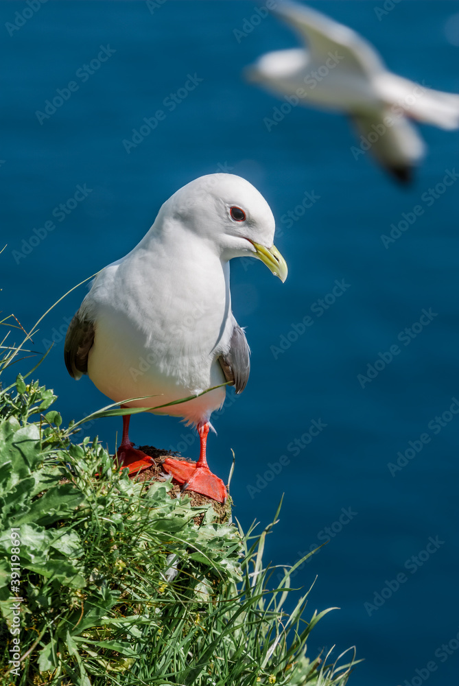Red-legged Kittiwake (Rissa brevirostris) at colony in St. George Island, Pribilof Islands, Alaska, USA Red-legged Kittiwake (Rissa brevirostris) at colony in St. George Island, Pribilof Islands, Alaska, USA