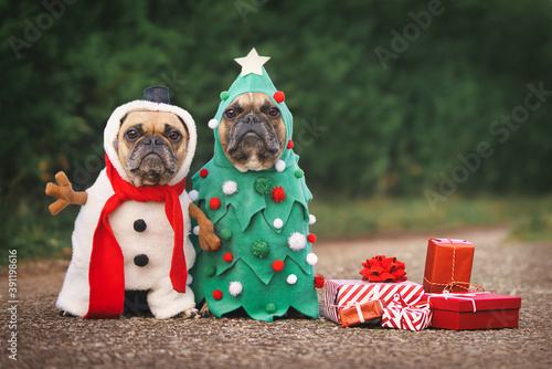 Dogs in Christmas costumes. Two French Bulldogs dresses up as funny Christmas tree and snowman with red gift boxes