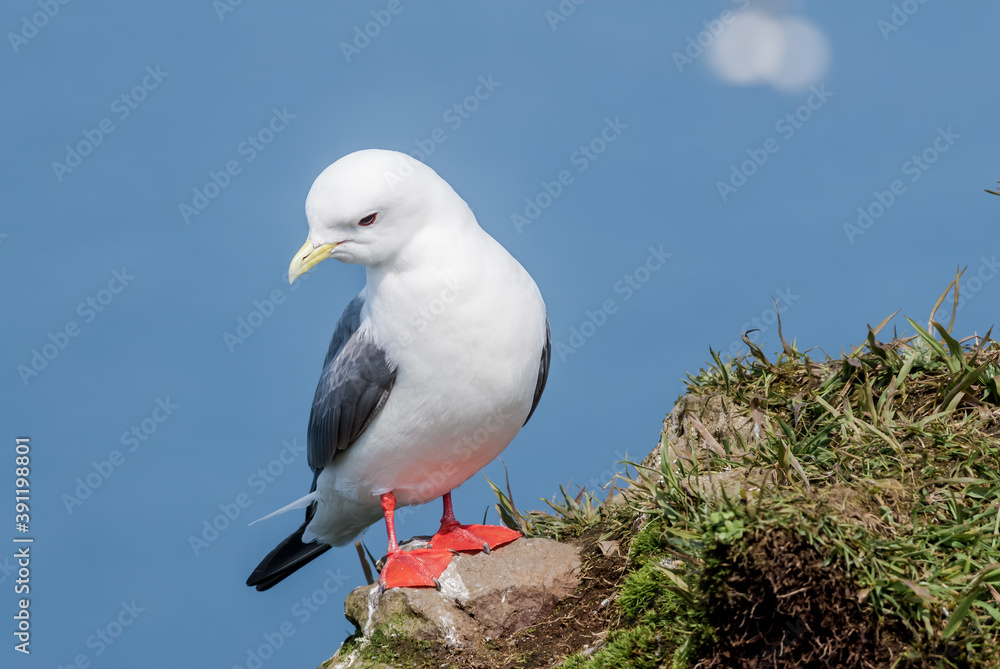 Red-legged Kittiwake (Rissa brevirostris) at colony in St. George Island, Pribilof Islands, Alaska, USA Red-legged Kittiwake (Rissa brevirostris) at colony in St. George Island, Pribilof Islands, Alaska, USA