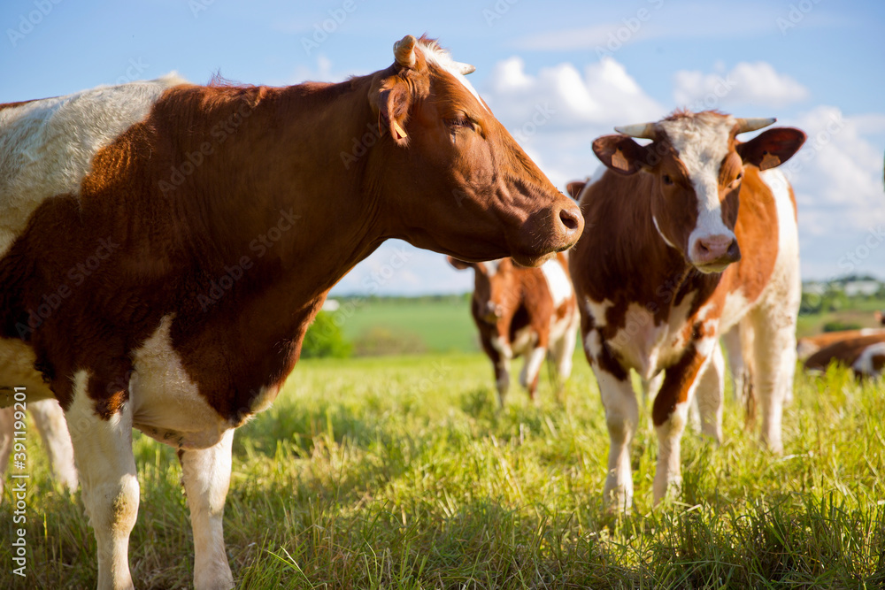troupeau de vache de race à viande en campagne. troupeau de vache de race à viande en campagne.