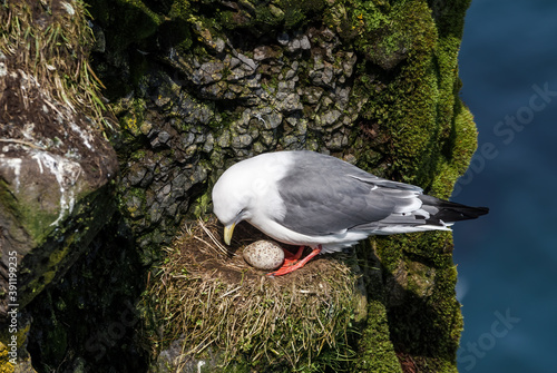 Red-legged Kittiwake (Rissa brevirostris) at colony in St. George Island, Pribilof Islands, Alaska, USA photo