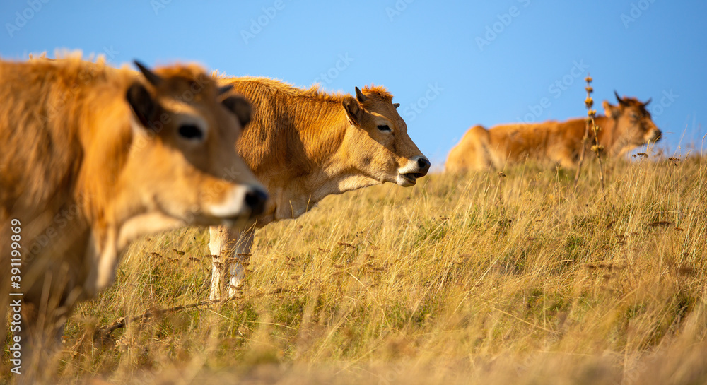 Troupeau de vaches dans le Cantal en France. Troupeau de vaches dans le Cantal en France.