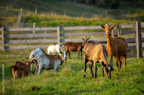 Troupeau de chèvre en liberté dans la campagne. photo