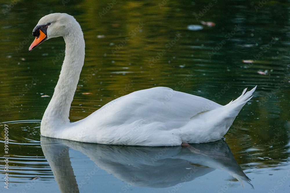 Cygne