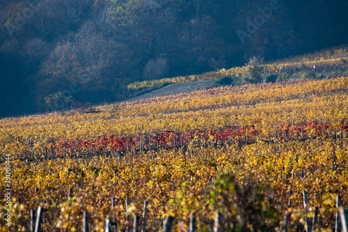 Weingarten im Herbst photo