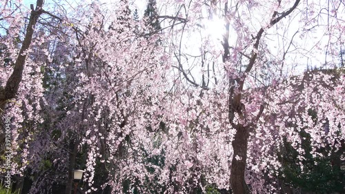 Wallpaper Mural しだれ桜と太陽の光  フレア 4K  広島県世羅町 世羅甲山ふれあいの里 Torontodigital.ca