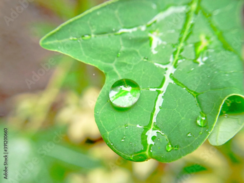 Selective focus, Raindrops on fresh green papaya leaves and blurred background.