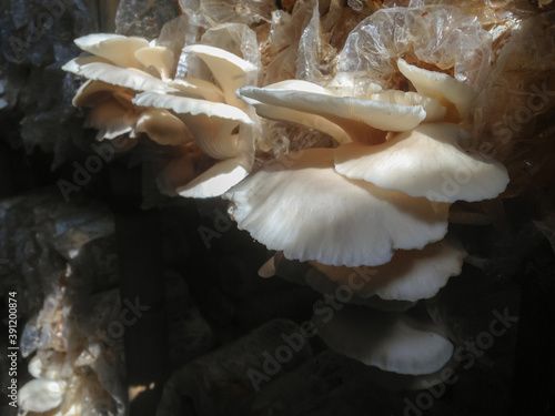 Fotografi Close up of the blooming white oyster mushroom  in house of mushrooms from lemba