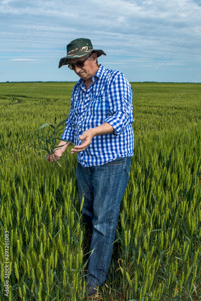 Agronomist in the grain field