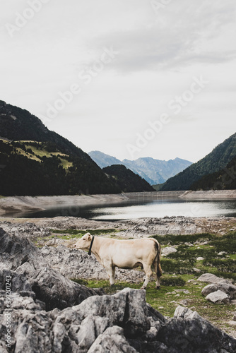La vache des Pyrénées