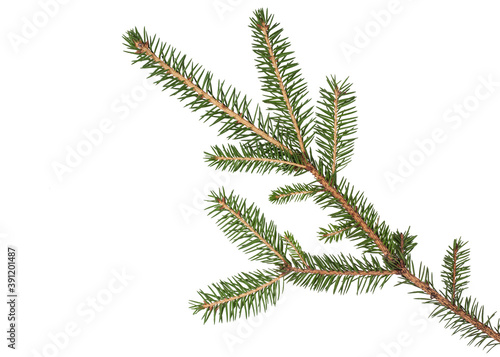 Fragment of a spruce branch on a white background. Suitable for collage  banner making and any New Year and Christmas design