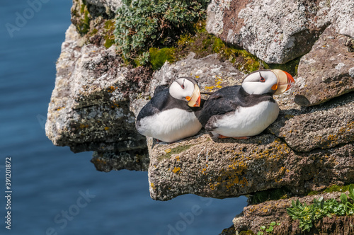 Horned Puffins (Fratercula corniculata) at St. George Island, Pribilof Islands, Alaska, USA photo