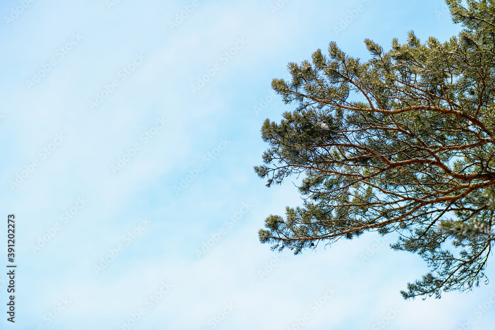 Green spruce, pine with cones against the blue sky, bottom-up view. Evergreen tree. Green spruce, pine with cones against the blue sky, bottom-up view. Evergreen tree.