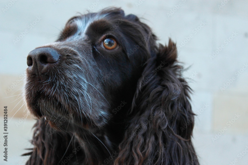 English Cocker Spaniel English Cocker Spaniel