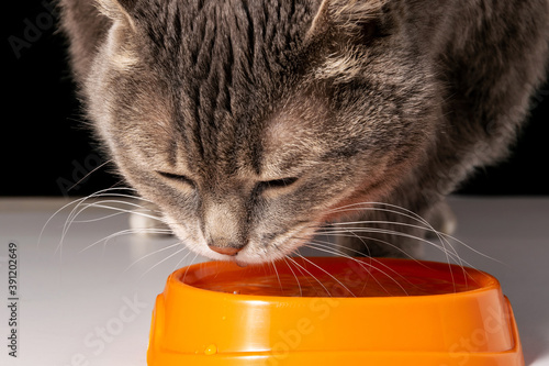 A gray cat drinks water from an orange bowl. The pet cat