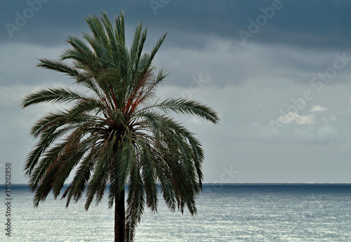 Palm tree on the mediterranien sea photo