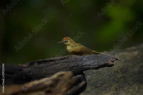 Forehead to the crown of red brown With black or dark stripes The eyebrows and lower body are pale yellow with small black lines spread from the neck to the upper abdomen.