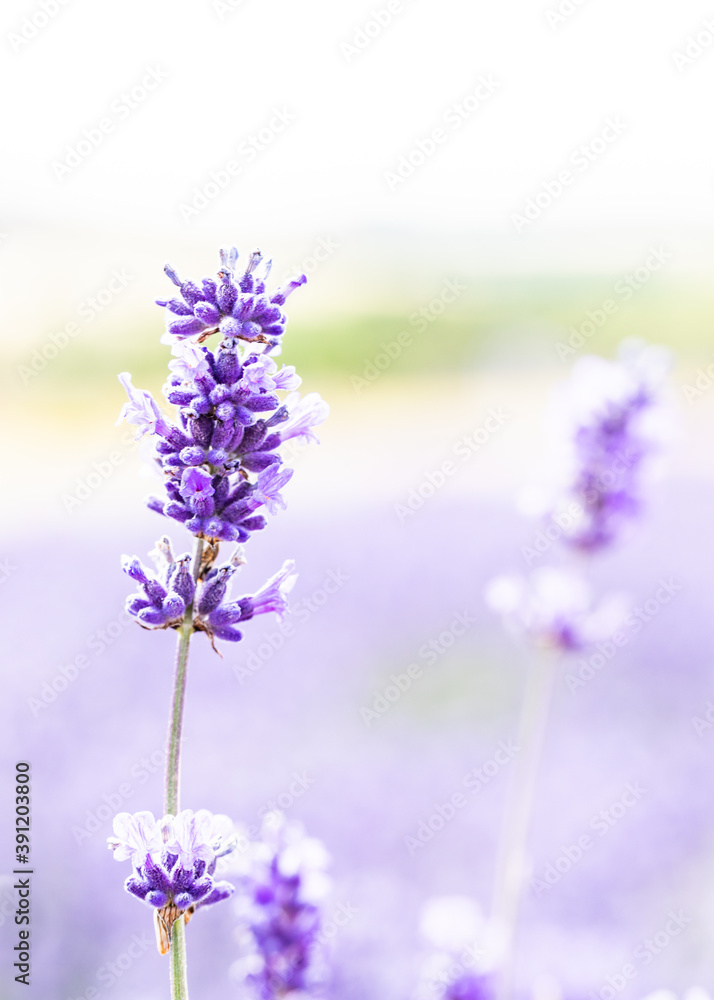 Fototapeta premium Cotswolds lavender blooms at Snowshill Lavender Farm at Snowshill.