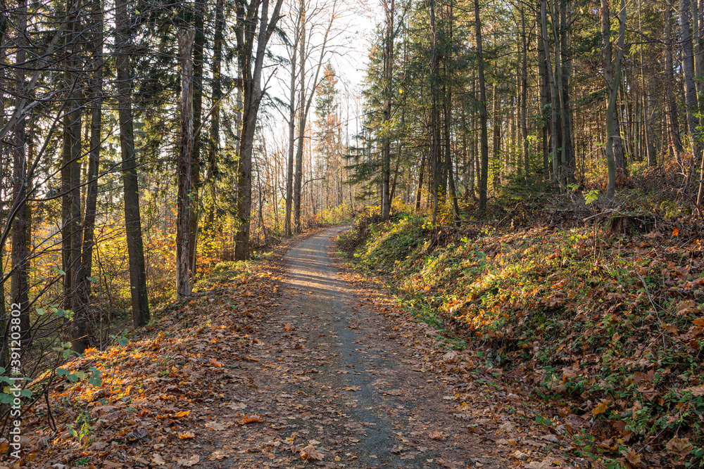 Fototapeta premium Forest road under sunset sunbeams. Lane running through the autumn deciduous forest at dawn or sunrise.