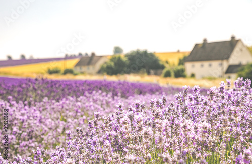 Rows of Cotswolds lavender at Snowshill Lavender Farm