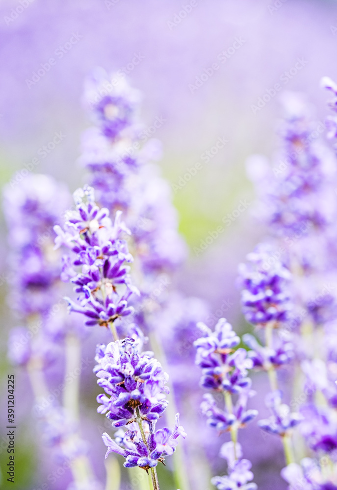 Fototapeta premium Cotswolds lavender blooms at Snowshill Lavender Farm at Snowshill.