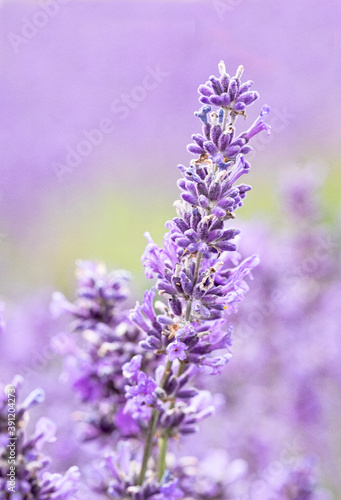 Cotswolds lavender blooms at Snowshill Lavender Farm at Snowshill. © Peter Greenway