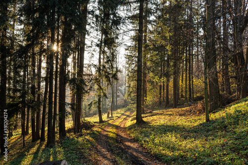 Fototapeta Naklejka Na Ścianę i Meble -  Forest road under sunset sunbeams. Lane running through the autumn deciduous forest at dawn or sunrise.