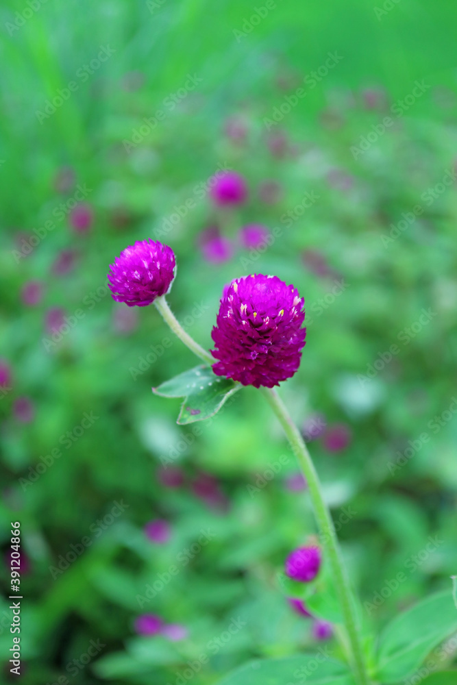 Closeup Vibrant Purple Globe Amaranth Flowers with Blurry Flower Field in the Backdrop Closeup Vibrant Purple Globe Amaranth Flowers with Blurry Flower Field in the Backdrop