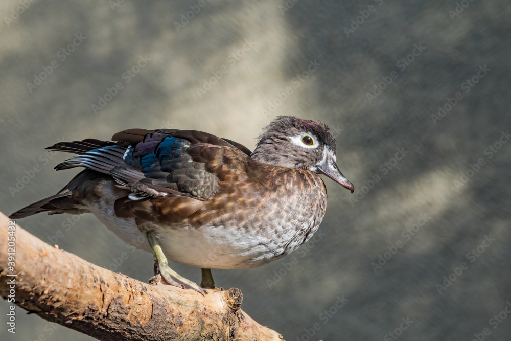 Fototapeta premium Wood Duck (Aix sponsa) female in Los Angeles County arboretum, Los Angeles, California, USA