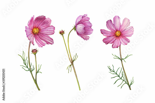 Set with pink flower of cosmea  Cosmos bipinnatus  Mexican aster  garden cosmos . Watercolor hand drawn painting illustration isolated on white background.