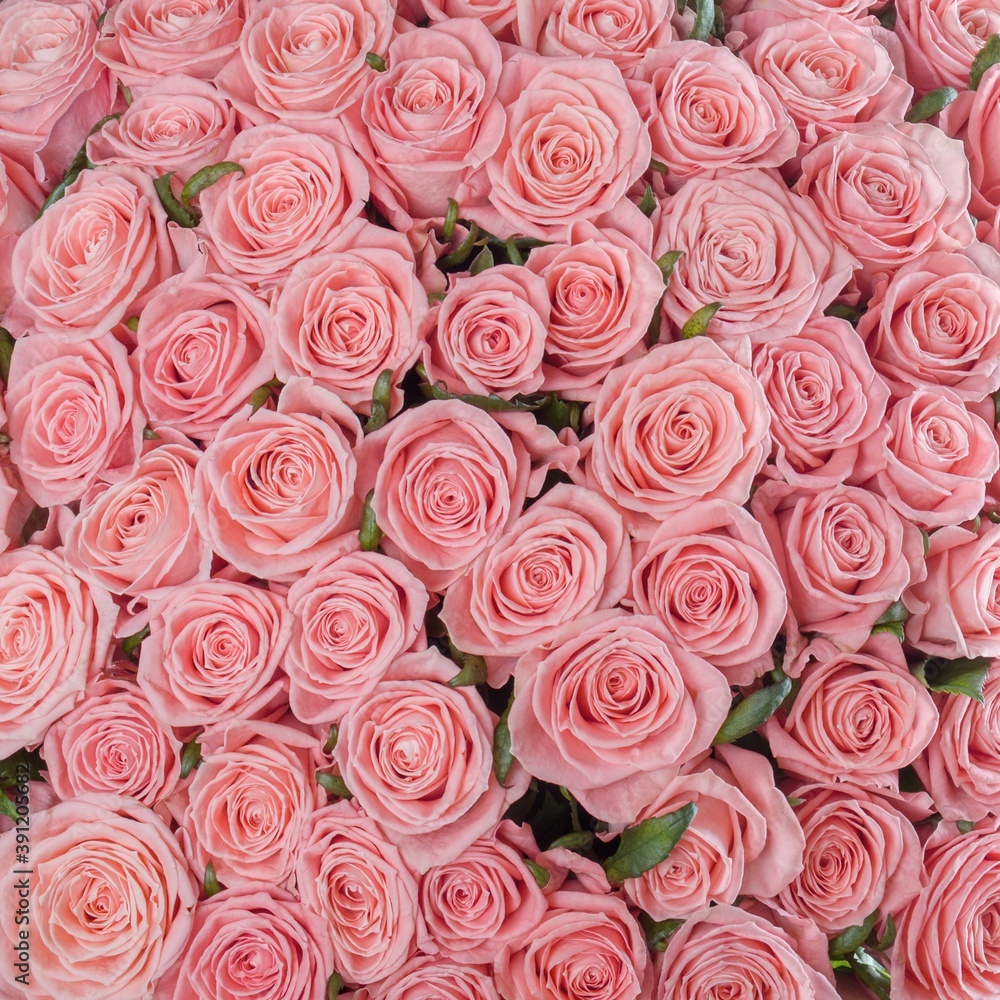 Abstract textured pale pink roses floral backdrop. A bed of pale pink roses for background or gift wrapping. Wedding, anniversary decoration festive floral background. Square photo. Abstract textured pale pink roses floral backdrop. A bed of pale pink roses for background or gift wrapping. Wedding, anniversary decoration festive floral background. Square photo.