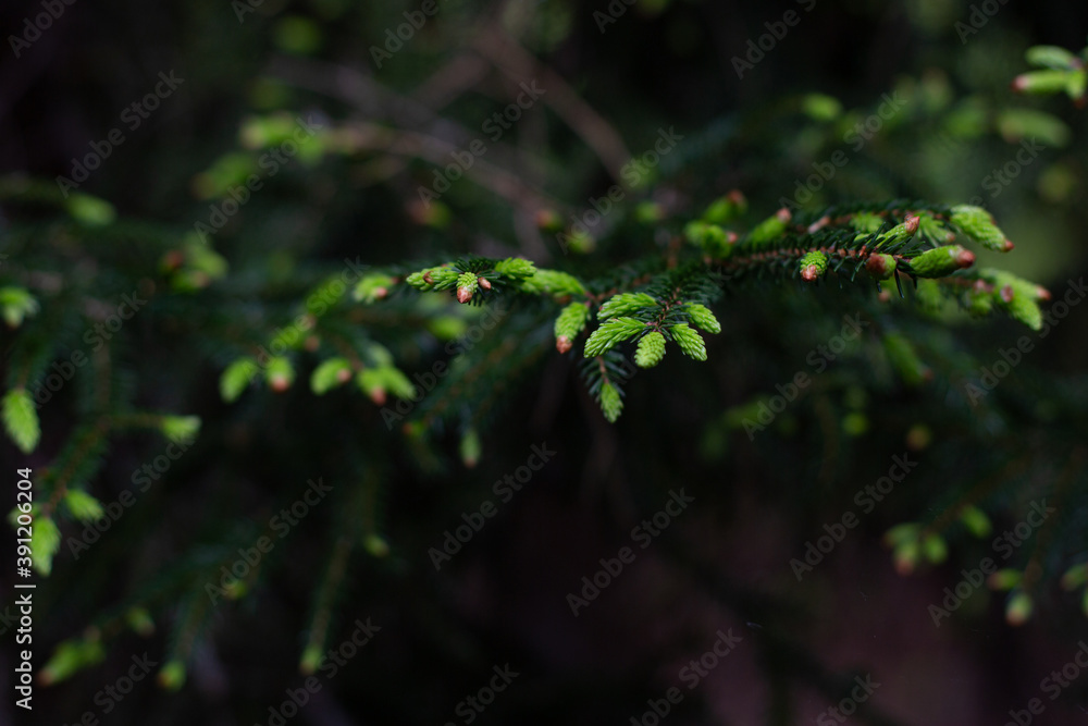 fern leaves fern leaves