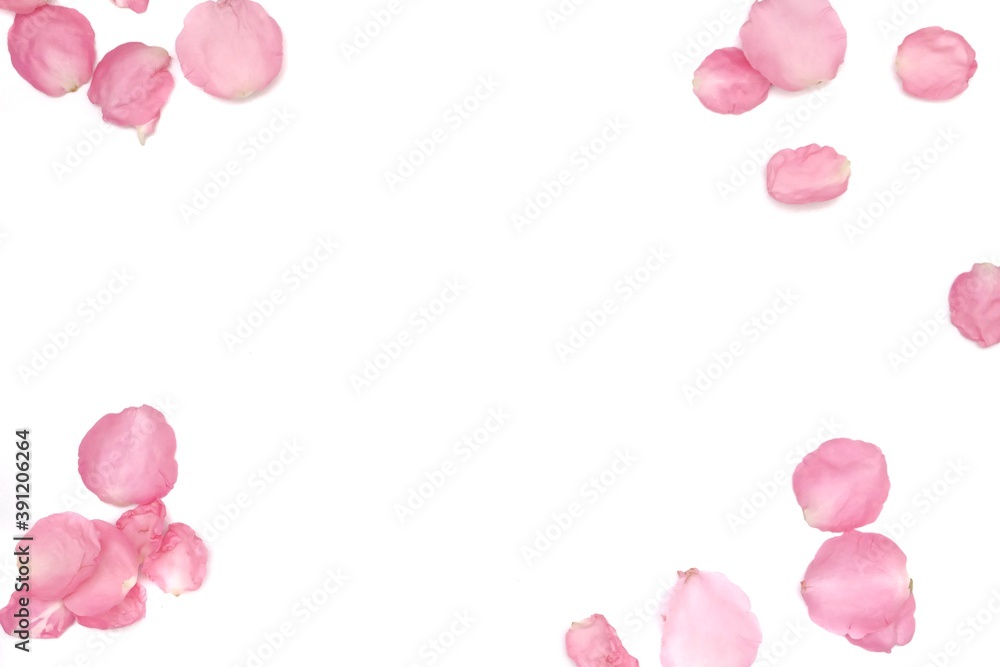 Blurred a group of sweet pink rose corollas on white isolated with copy space and softy style 