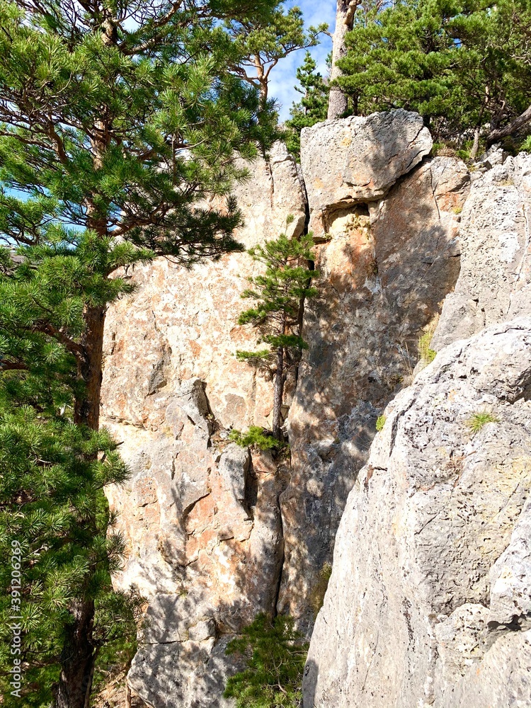 tree on the rocks tree on the rocks