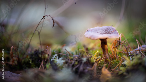 Mushroom, cloudy day at autumn.