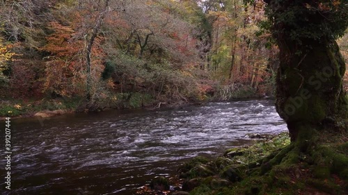 A fast flowing river with Autumn colours from the trees in the background  photo