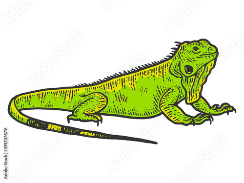 Iguana sketch  drawing a big lizard. Apparel print design color