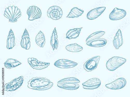 Oyster delicious. Gourmet shells for eating diet seafood french traditional cuisine vector oyster illustrations. Oyster and mussel, mollusk sea ingredient