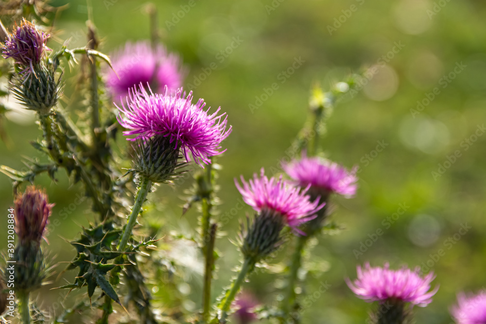 milk thistle in selective focus milk thistle in selective focus