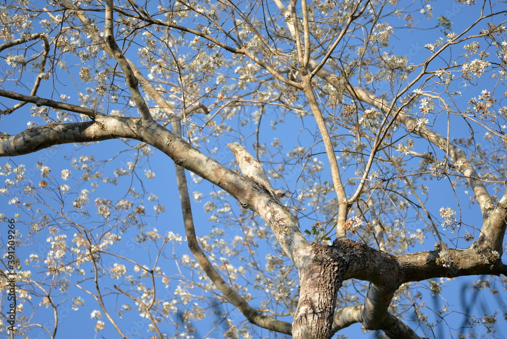 Common potoo Common potoo