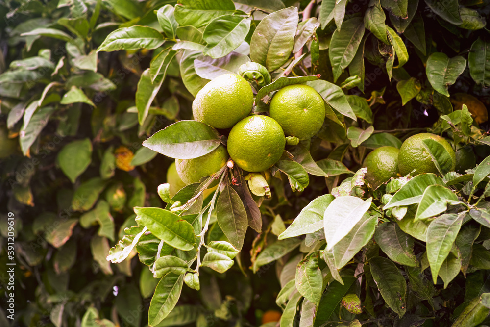Green tangerines growing on the tree. Green tangerines growing on the tree.