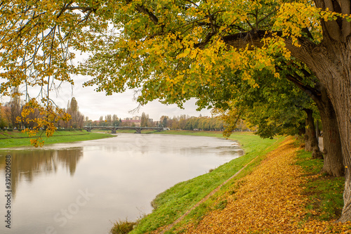 river bank with trees with yellow leaves. autumn season